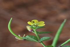 Cleome viscosa